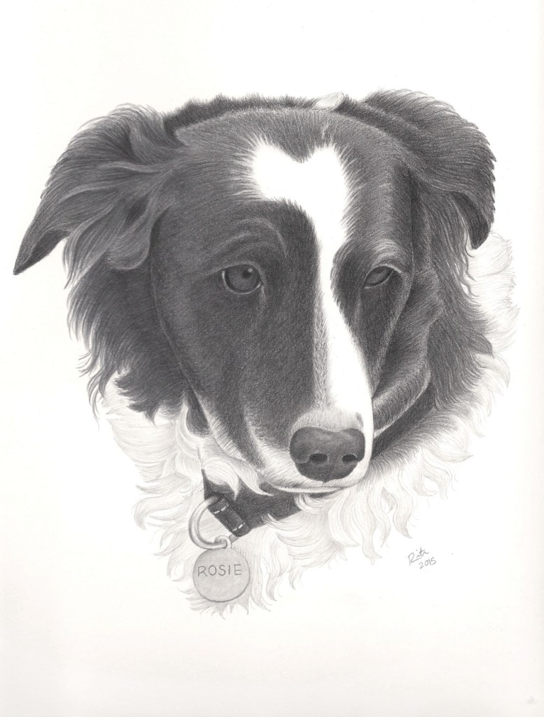 rosie border collie